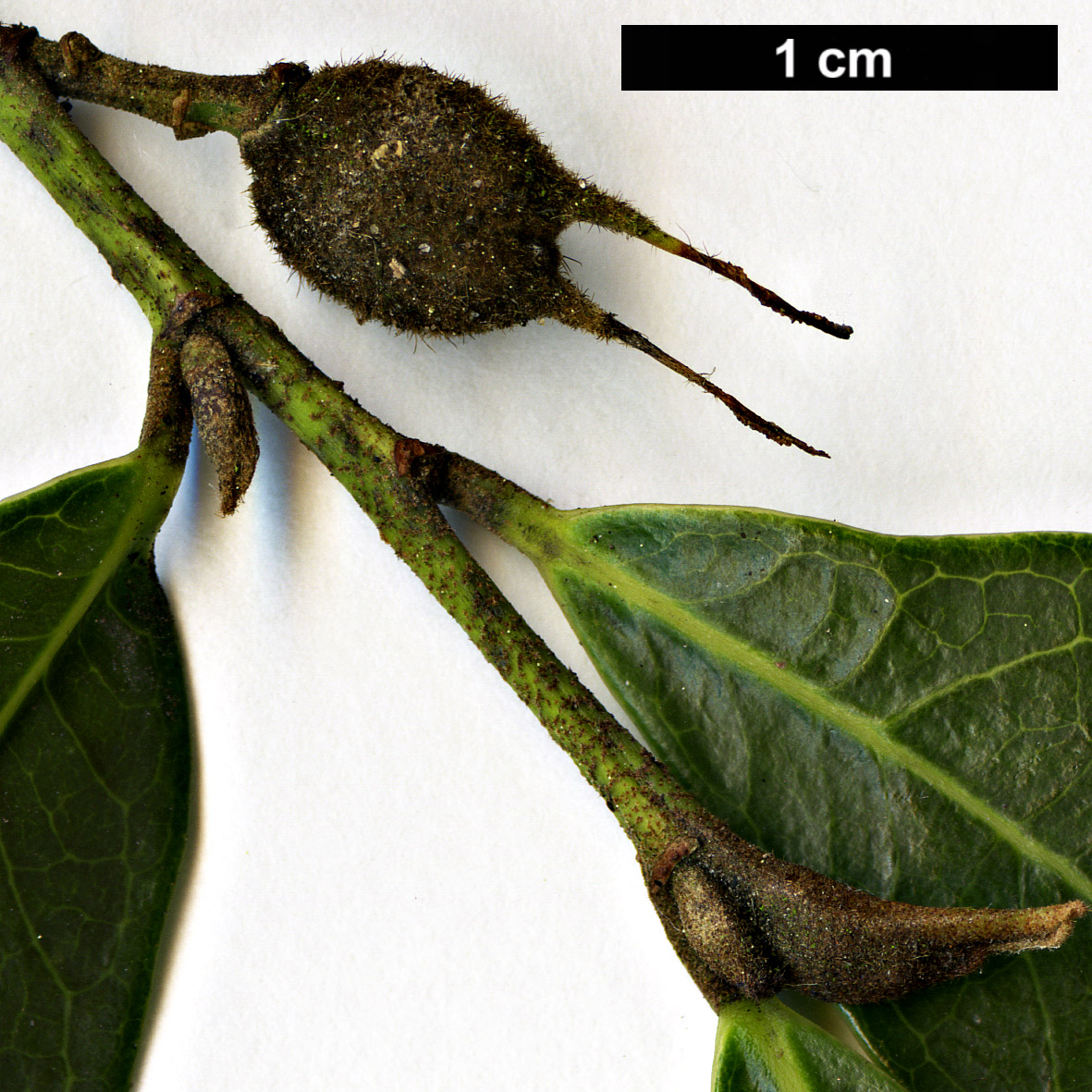 High resolution image: Family: Hamamelidaceae - Genus: Distylium - Taxon: myricoides HORT